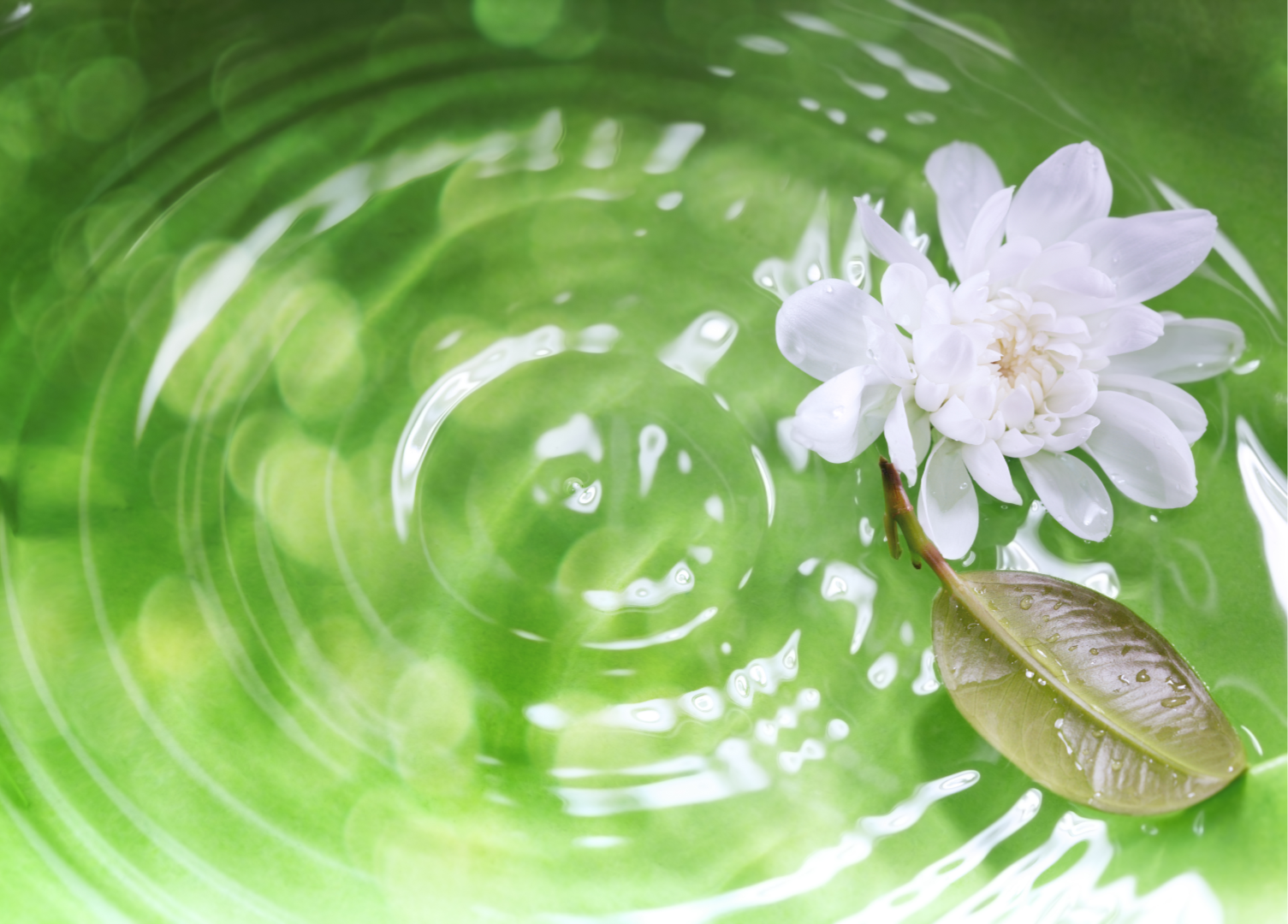 白い野花